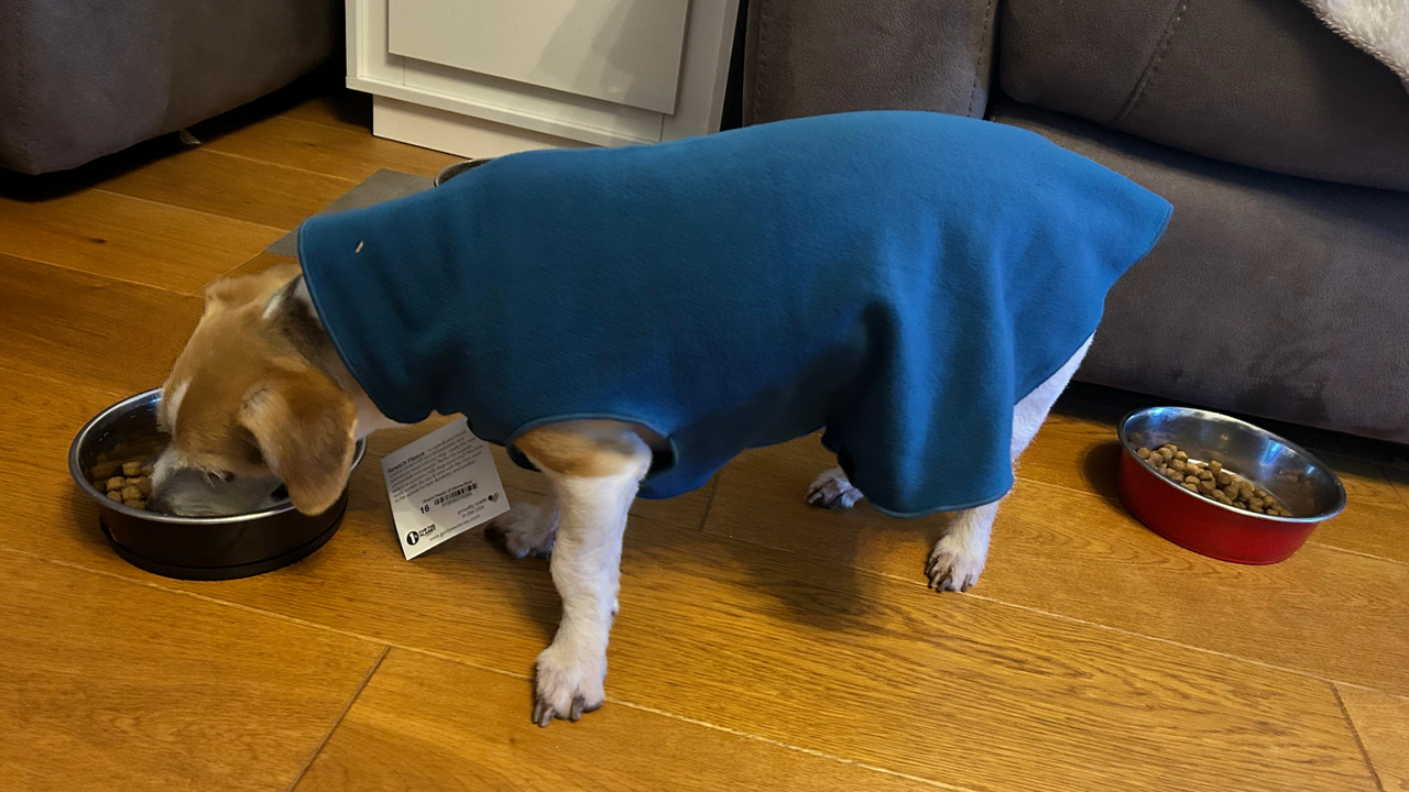 Chloe's dog wearing the Gold Paw Stretch Fleece, one of the best dog coats, while eating food from a bowl