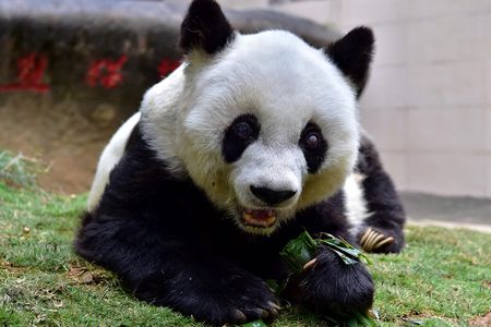 Basi the panda, photographed on Jan. 2017 at the Strait Panda Research and Exchange Center, died yesterday (Sept. 13) at the age of 37.