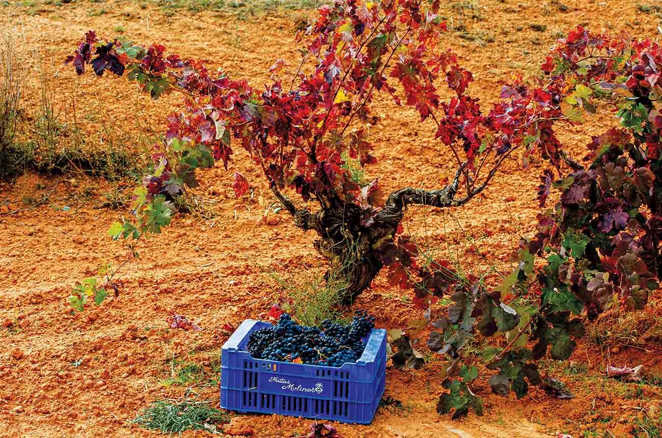 Vineyards owned by Linaje Garsea in DO Ribera del Duero, Spain