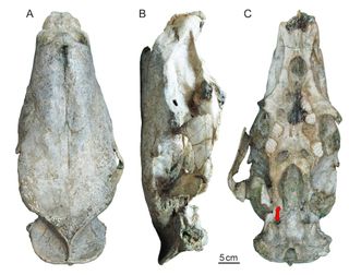 The monster rodent Josephoartegasia monesi used its large front incisors to root around in the ground and fend off predators, new research suggests. Here, several views of its skull.