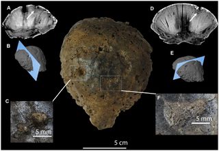 skull injuries in pachycephalosaurs