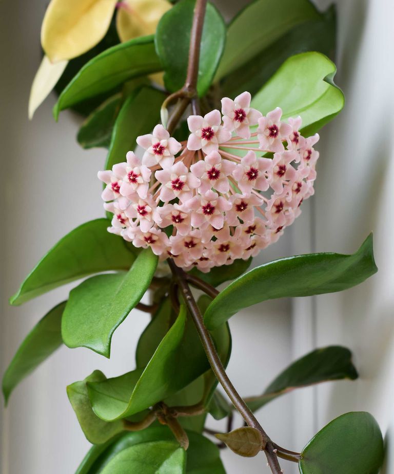 How to propagate hoya: get more wax plants with this guide | Homes ...