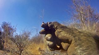 Baboon collar camera