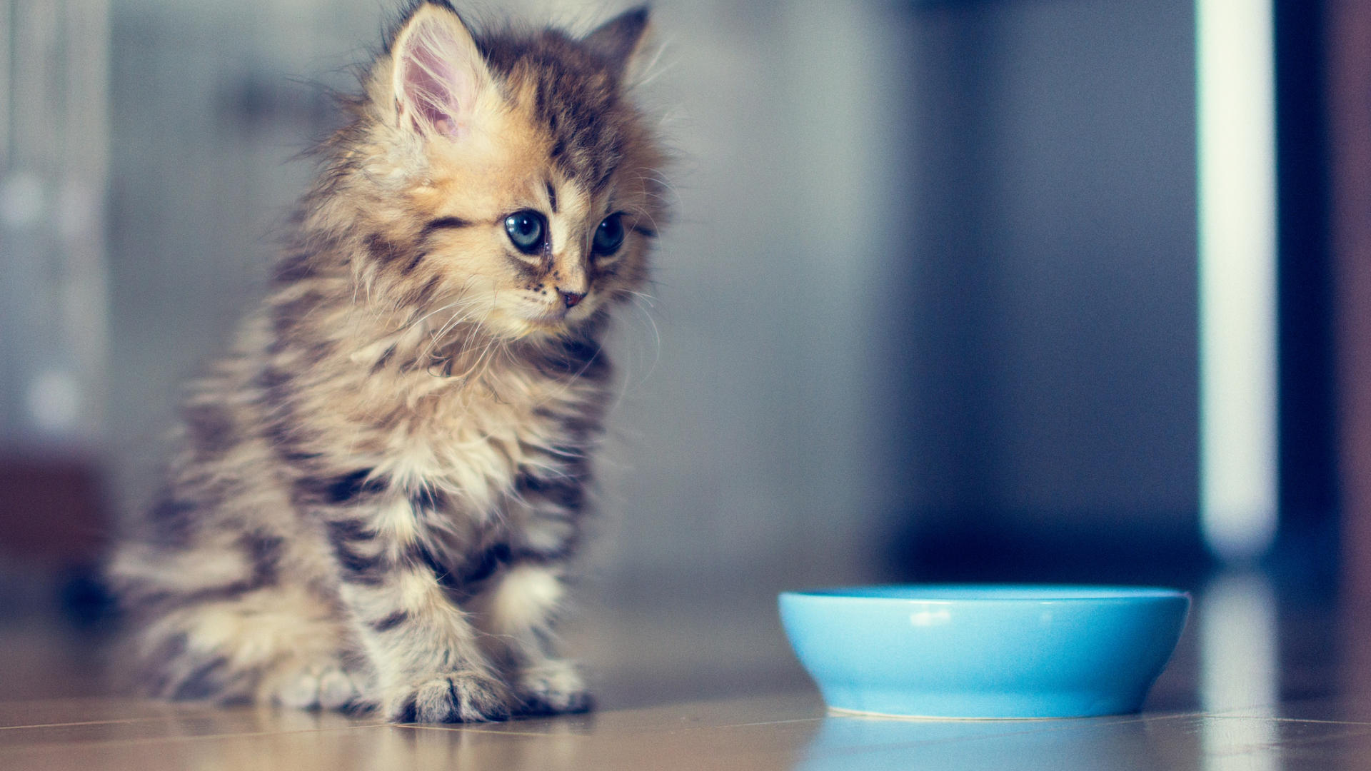 A kitten sat next to a bowl of water