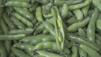 Harvested fava bean pods