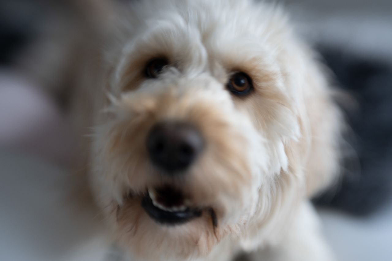Lensbaby Double Glass II Optic review