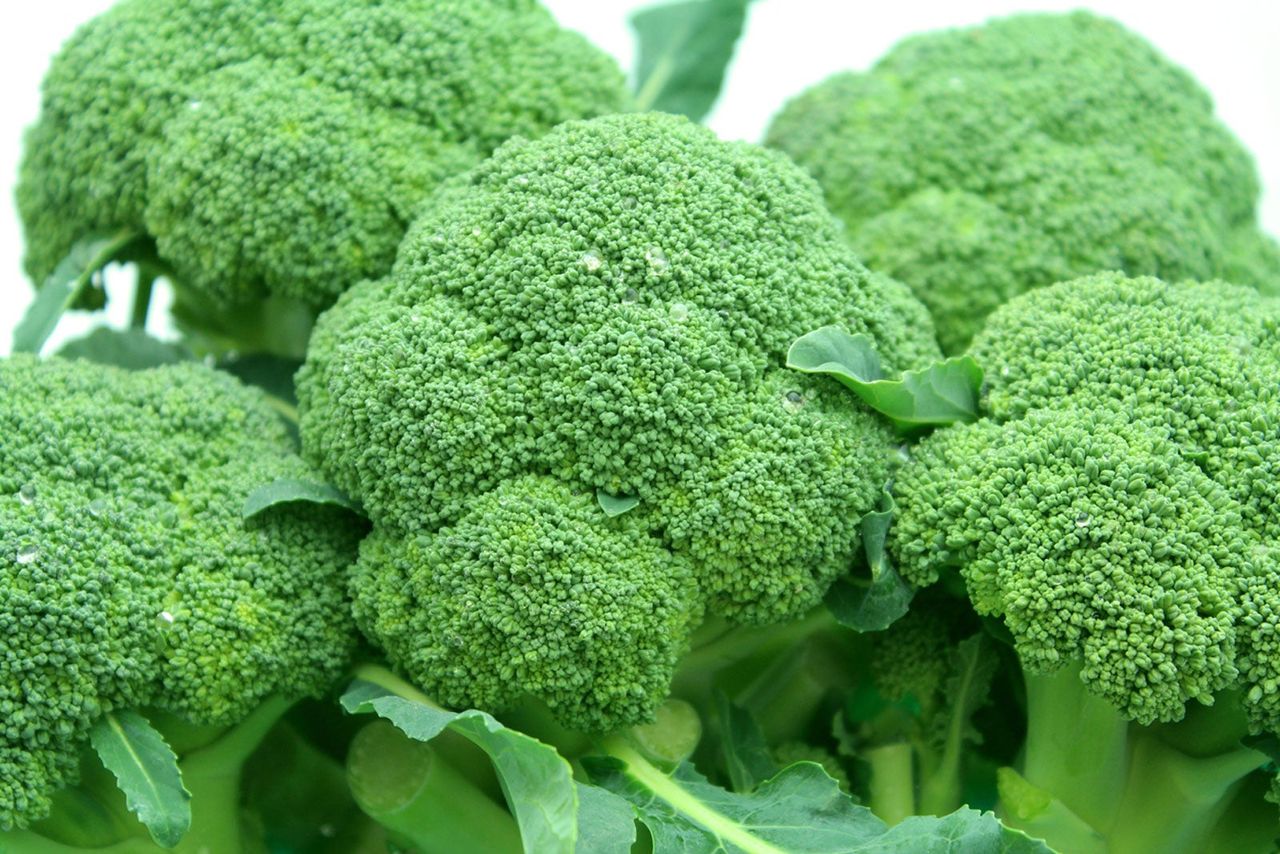 Sun King Broccoli Plant