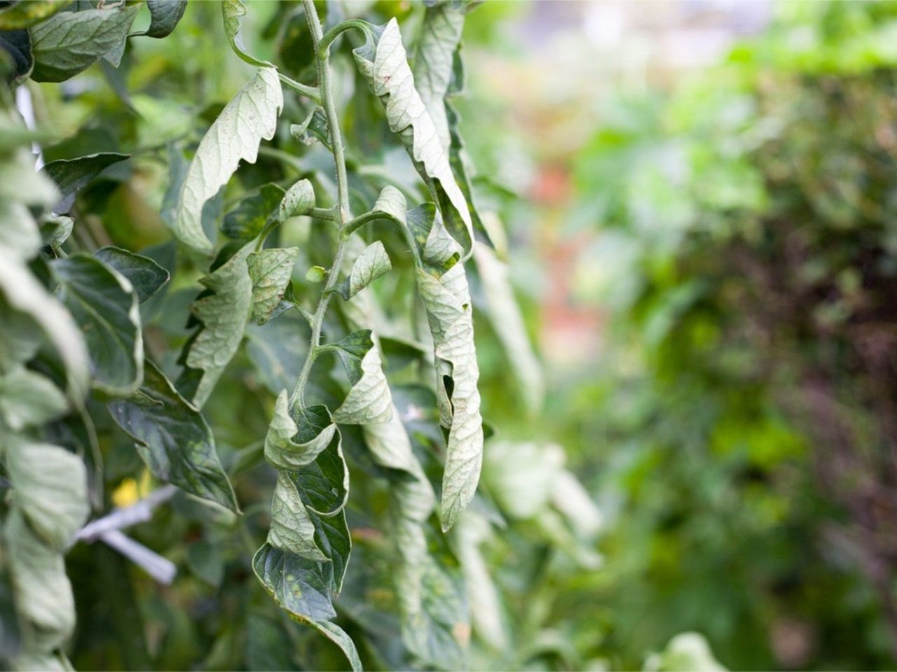 Curled tomato leaves