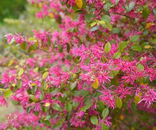 pink flowers of an evergreen loropetalum shrub