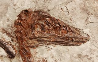 The fossilized skull of <i>Microraptor</i>.
