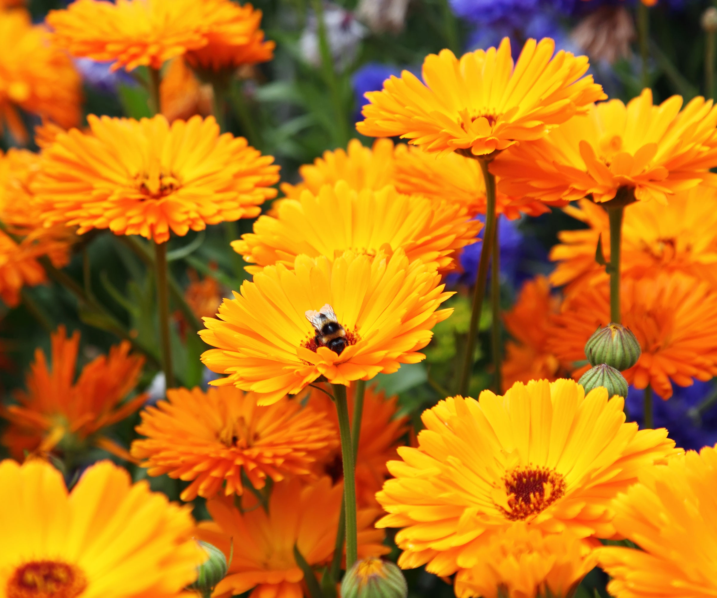 orange calendula flowers growing in yard