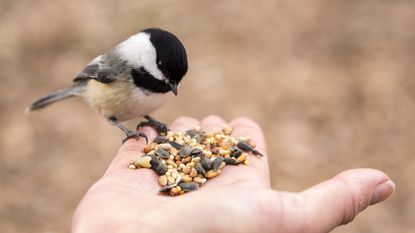 best birdseed