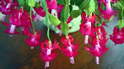 Close up of a blooming Christmas cactus