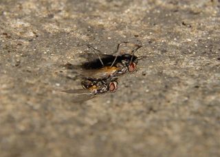 Two houseflies having sex