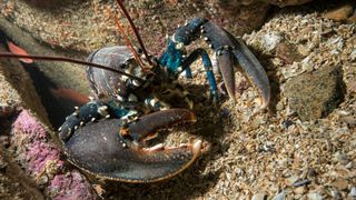 European lobster, Homarus gammarus, Nephropidae.