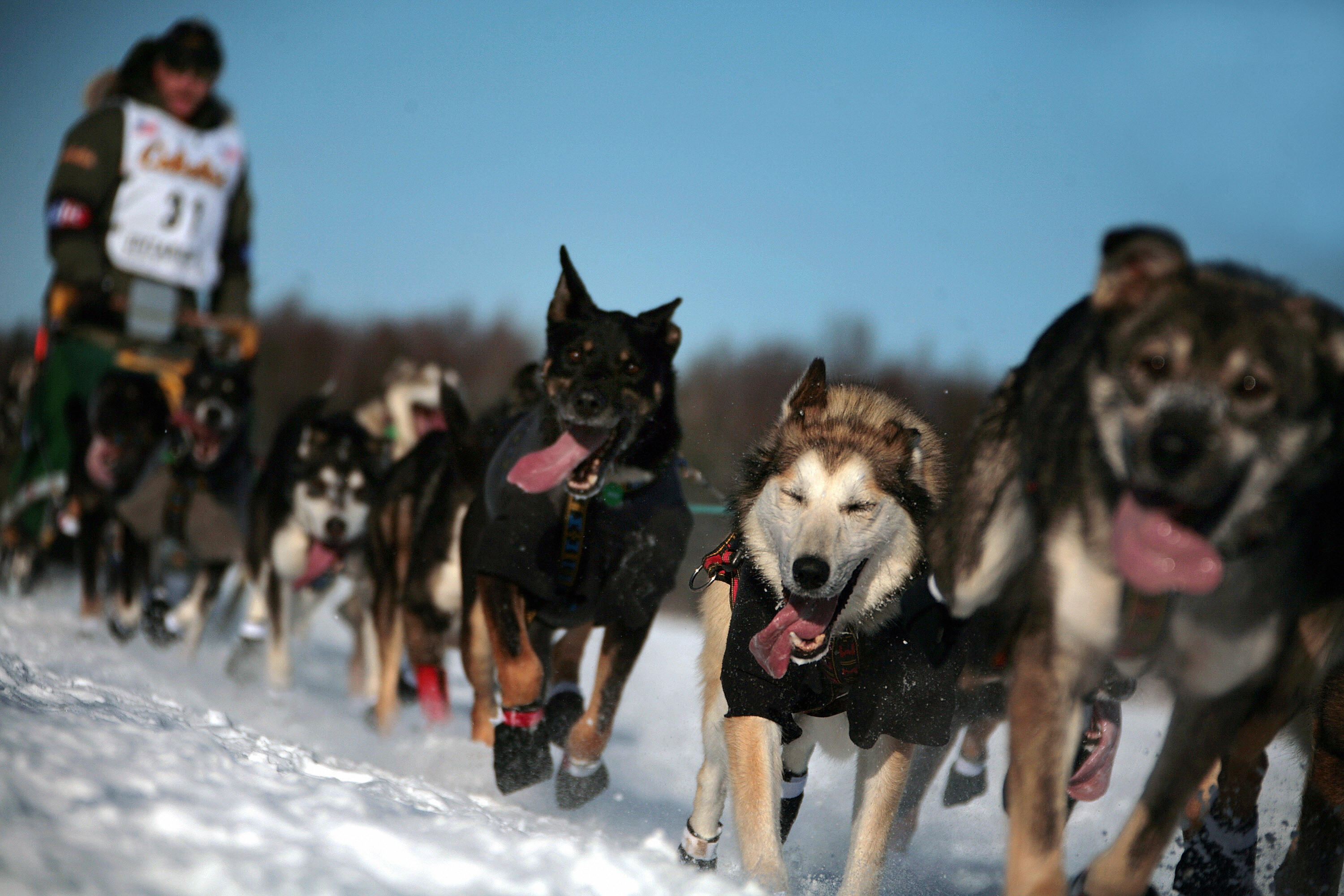 Iditarod Trail Sled Dog Race, History, Map, & Facts