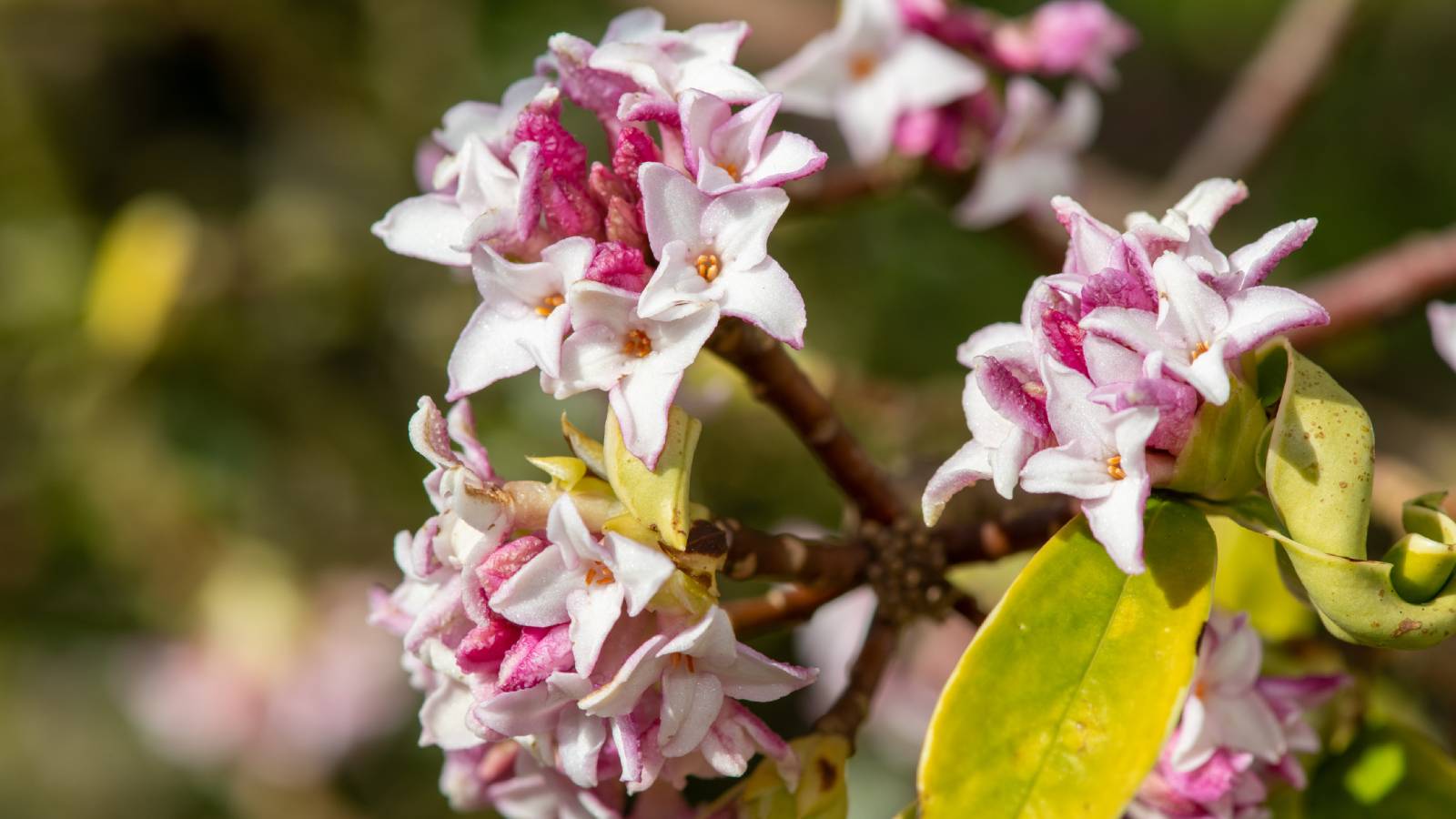 Close up of white and pink daphne flowers