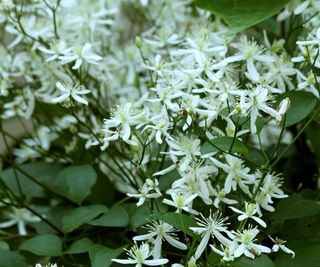 White blooms of Clematis virginiana, old man's beard, in a garden