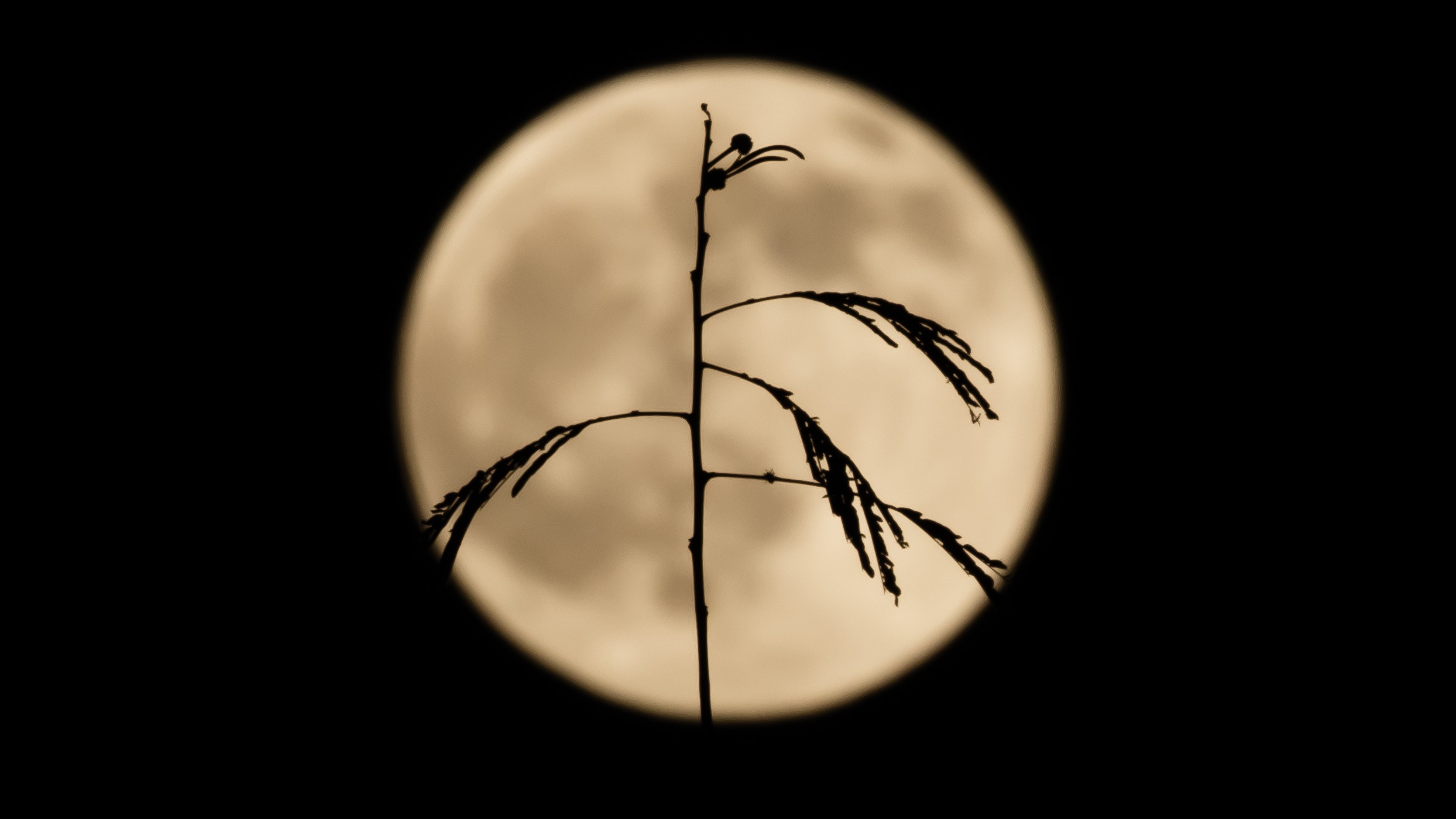 A slender plant stem and its branches are silhouetted across the bright disk of the full moon in Shenzhen, China.