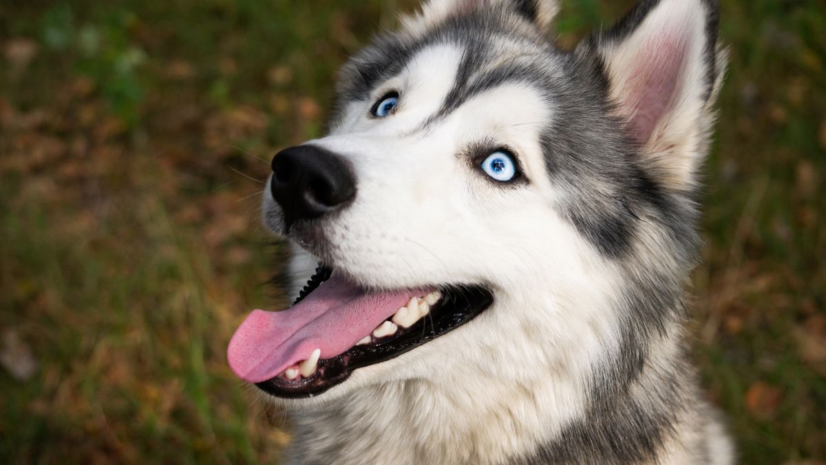 Smarter dogs have smaller brains, surprising study reveals