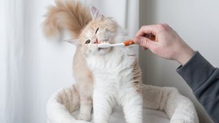 brush a cat's teeth