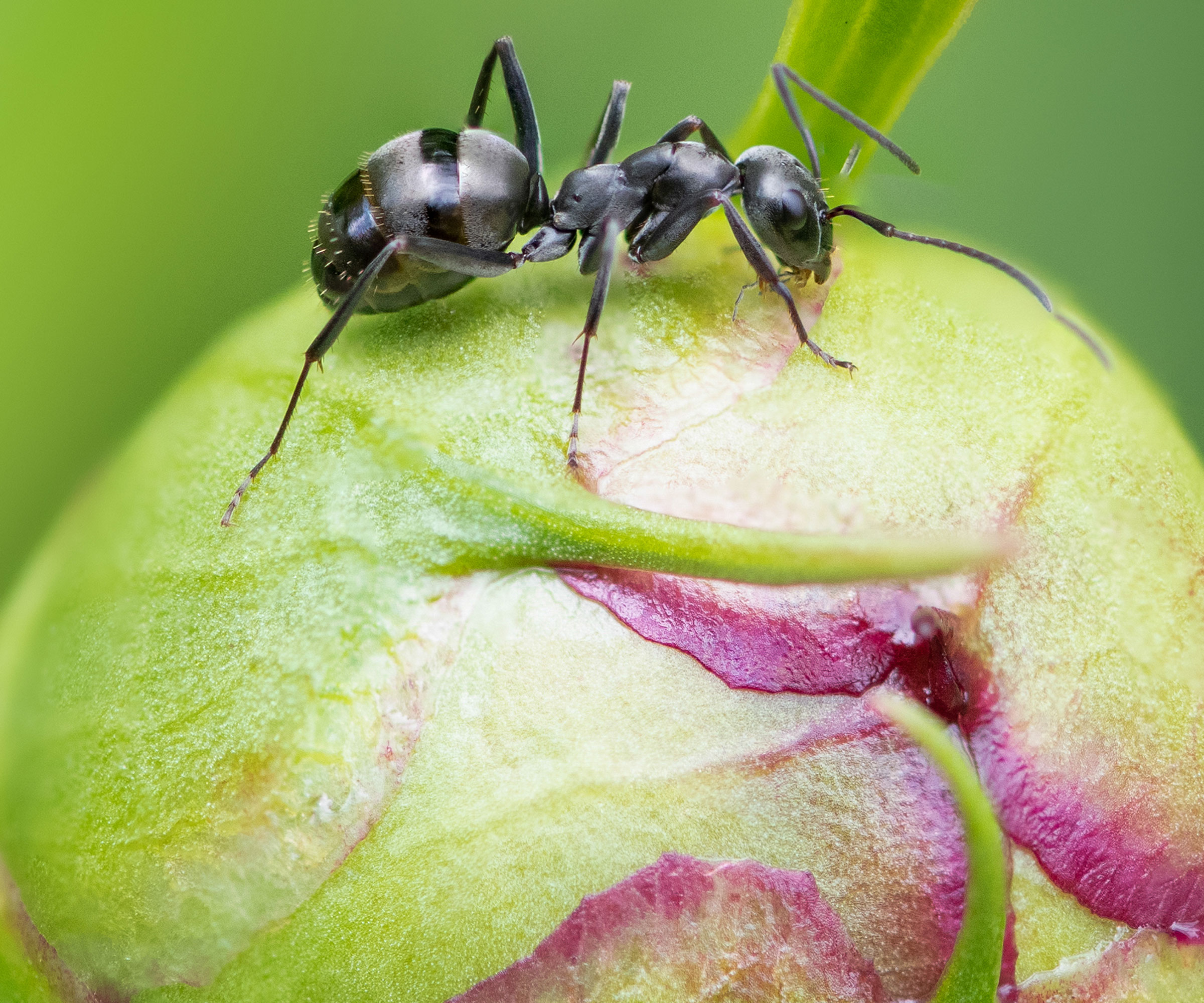 ant walking on peony bud