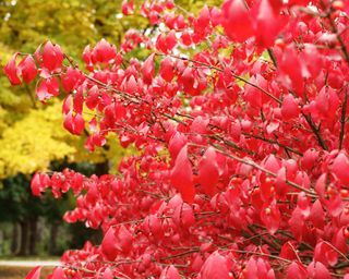 Bright red berries and leaves on Euonymus alata – often referred to as "burning bush"