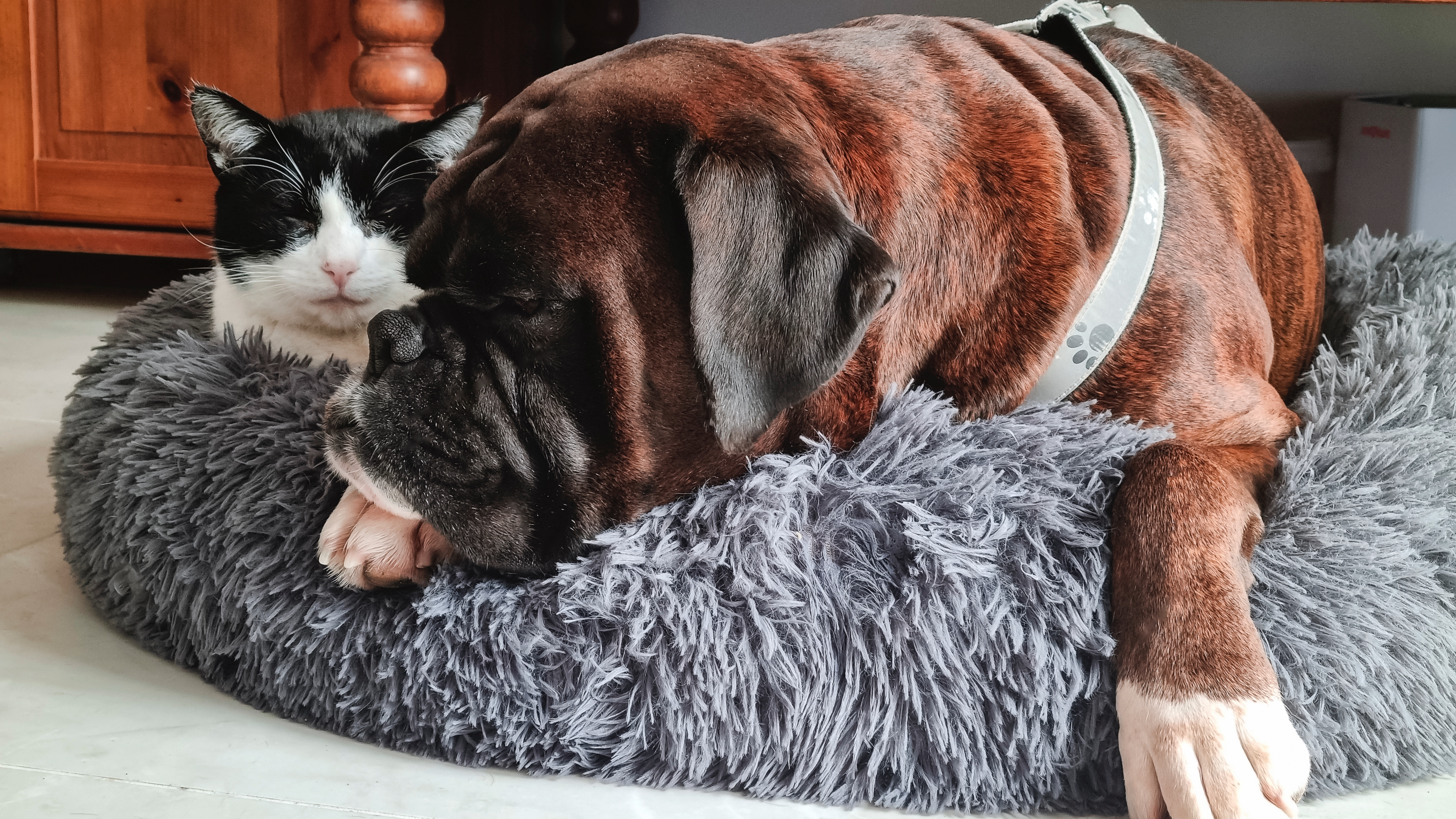 Cat and dog sharing bed
