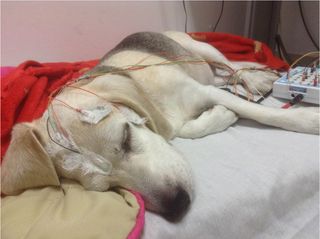 To track a snoozing dog's brain activity, researchers attached electroencephalography (EEG) wiring to their scalps.