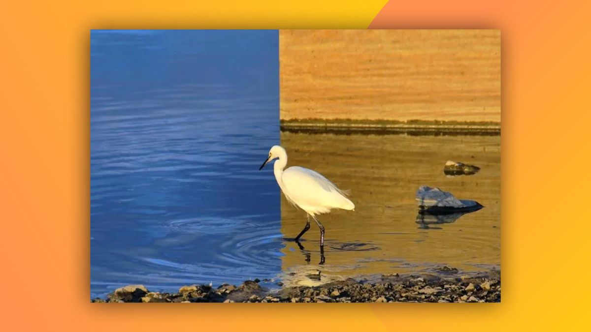 Picture of a bird appearing to be in front of two backgrounds