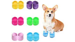 Dog Crocs