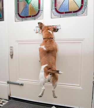 dog putting paws up on door