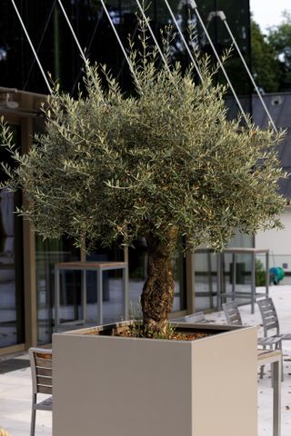 A potted olive tree in a backyard