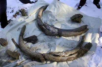 Oil workers accidentally discover mammoth remains in Siberia