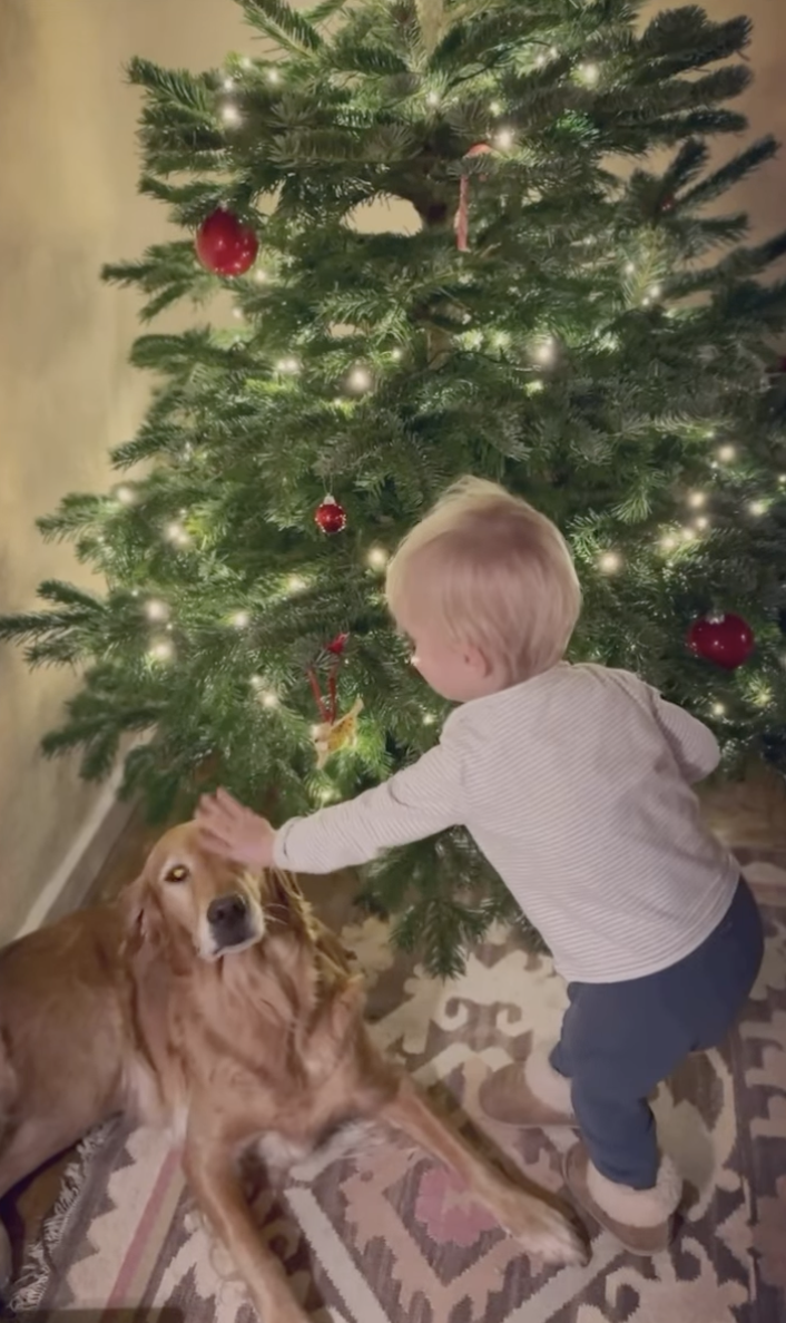 Inigo Middleton decorating a Christmas tree with his dog