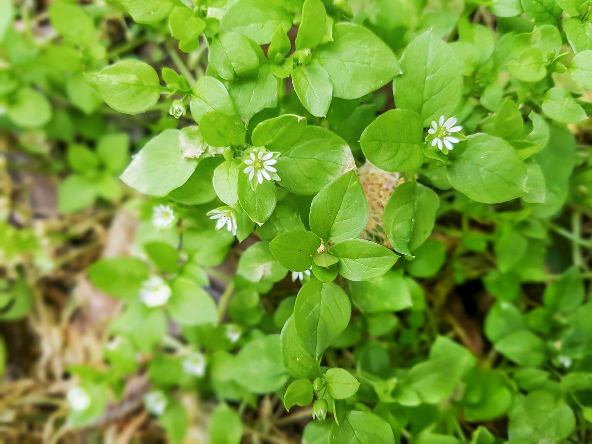 Chickweed