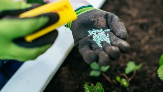 person holding snail pellets in hand over plants