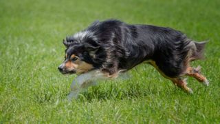 dog running in field