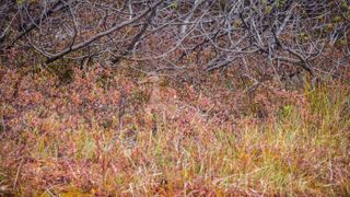 Wild duck use camouflage color to hide in autumnal orange grass