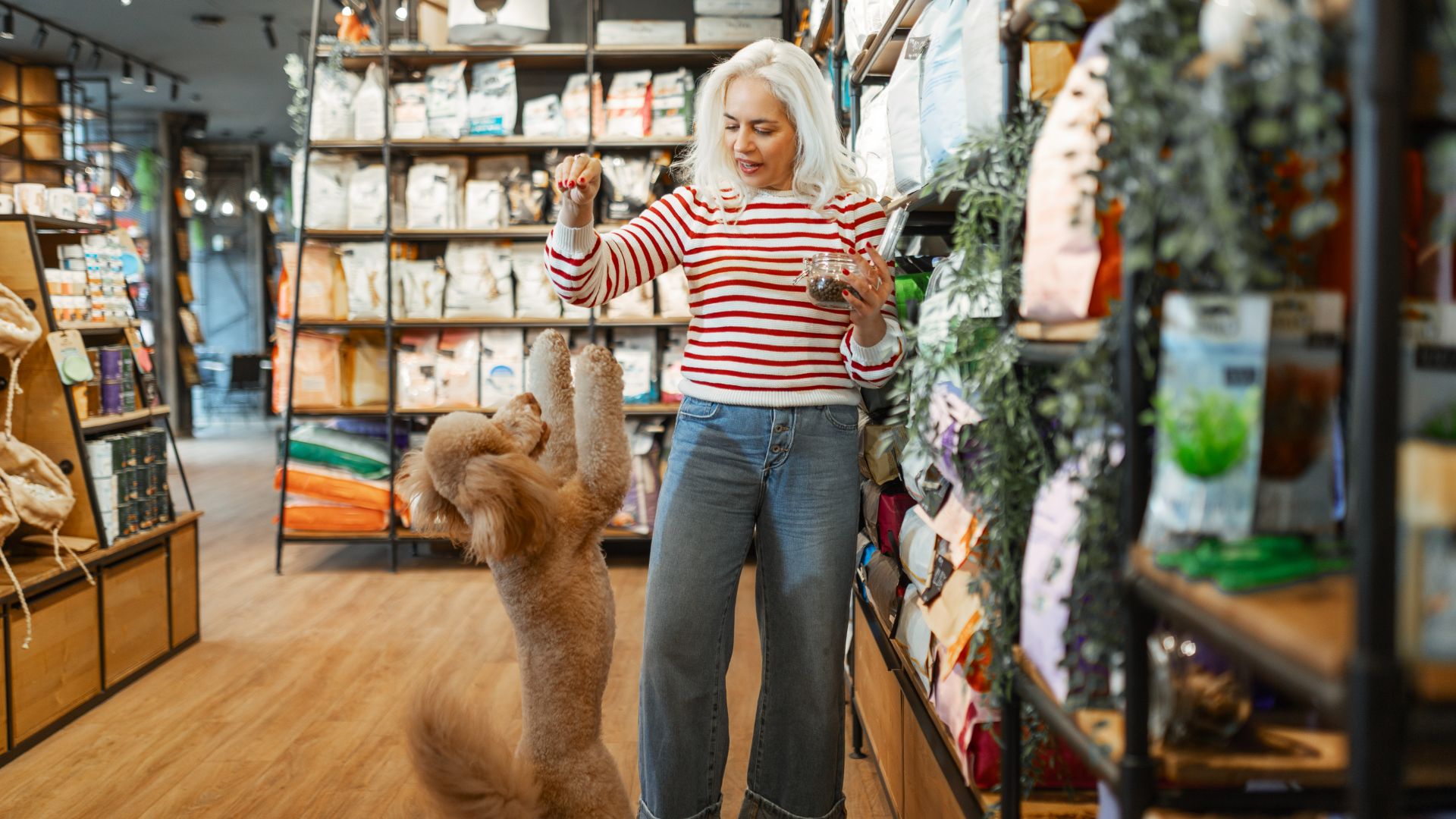 poodle begging woman in red striped top for treats in a pet store