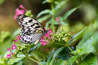 how to grow a butterfly garden: butterfly on pink flower