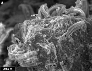 Filaments in the Orgueil meteorite, seen under a scanning electron microscope, could be evidence of extraterrestrial bacteria, claims NASA scientist Richard Hoover.