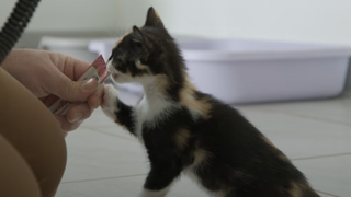 Kitten eating yoghurt