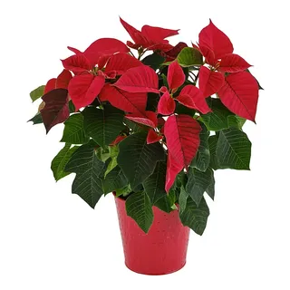 Red Poinsettia in Red Zinc Decorative Pot 13cm