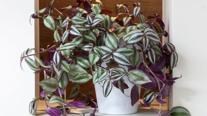 how to care for tradescantia Tradescantia zebrina in white pot on shelf in contemporary home