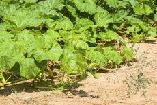 Pumpkin Vines With No Blossoms