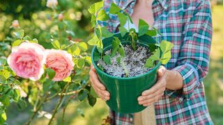 person holding a pot of planted rose cuttings next to a flowering rose