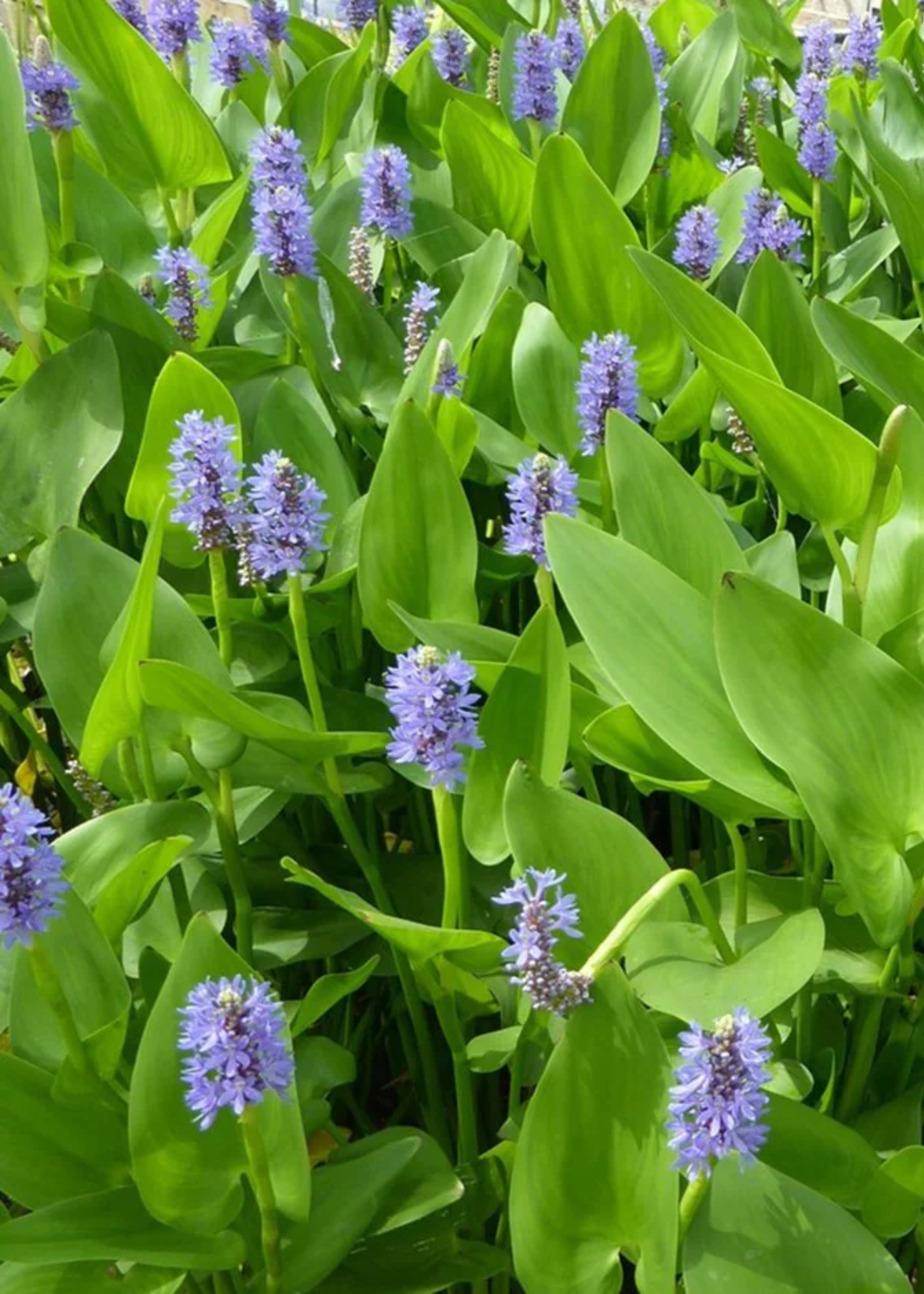 A patch of purple water hyacinth growing in a pond