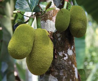 Four jackfruit growing on the tropical tree