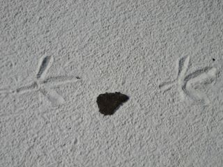 Bird footprints and a Deepwater Horizon tarball.